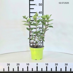 Hydrangea p. 'Pink Diamond'