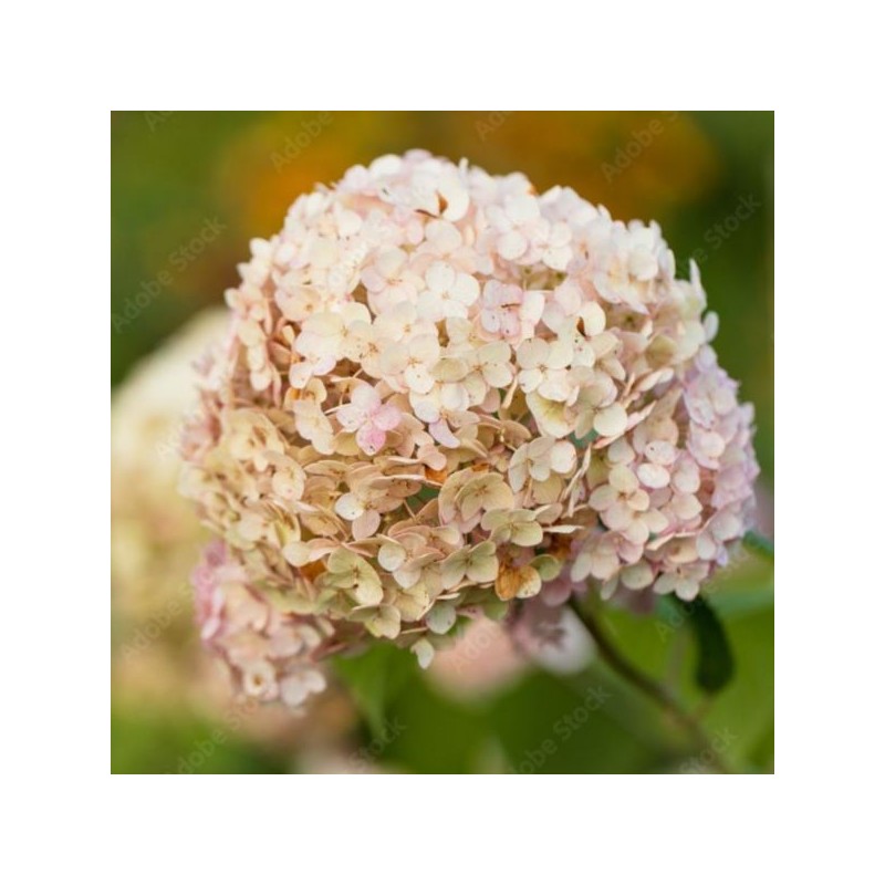 Hydrangea ar. CANDYBELLE MARSHMALLOW 'GRHYAR1406'