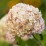 Hydrangea ar. CANDYBELLE MARSHMALLOW 'GRHYAR1406'