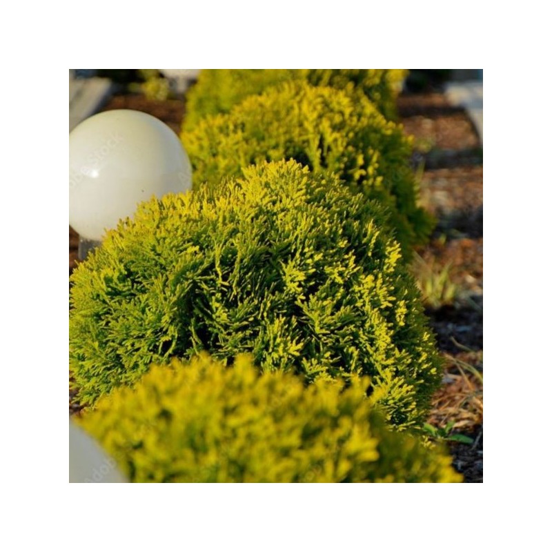 Thuja occidentalis 'Mirjam' PBR