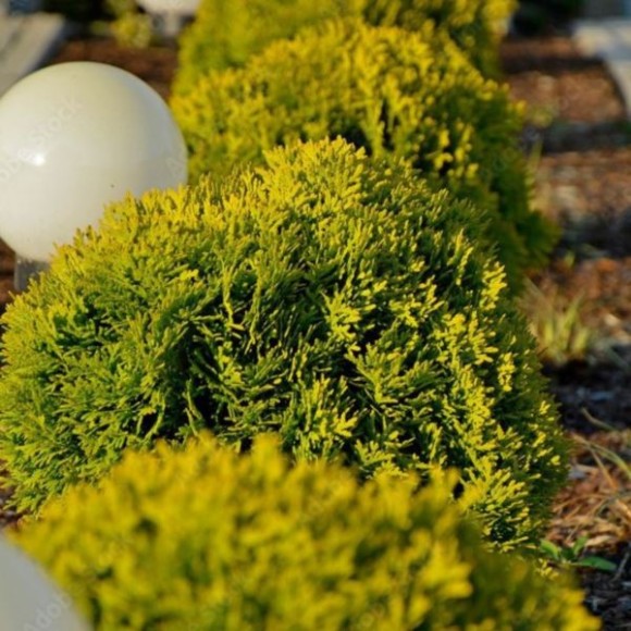 Thuja occidentalis 'Mirjam' PBR