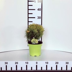 Thuja occidentalis 'Mirjam' PBR