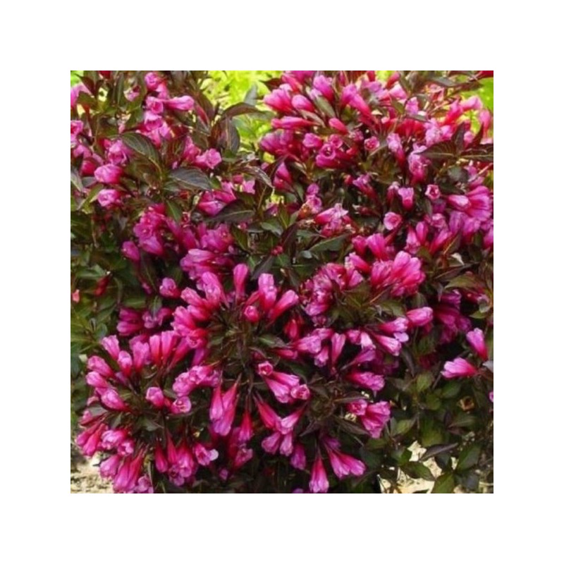 Weigela florida 'Ruby Queen' PBR