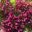Weigela florida 'Ruby Queen' PBR