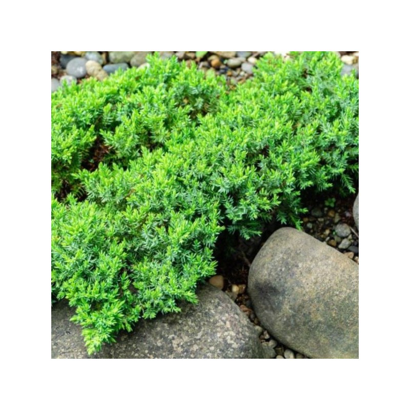 Juniperus procumbens 'Nana'