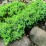 Juniperus procumbens 'Nana'