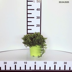 Juniperus procumbens 'Nana'