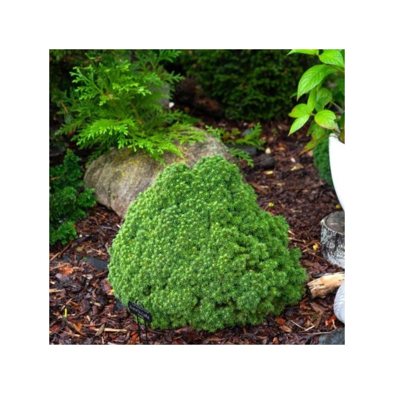 Picea glauca 'Alberta Globe'