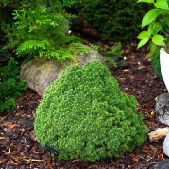 Picea glauca 'Alberta Globe'