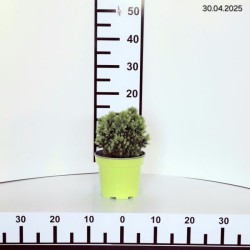 Picea glauca 'Alberta Globe'