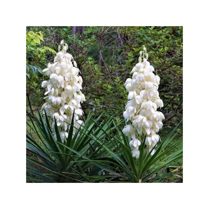 Yucca filamentosa