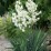Yucca filamentosa