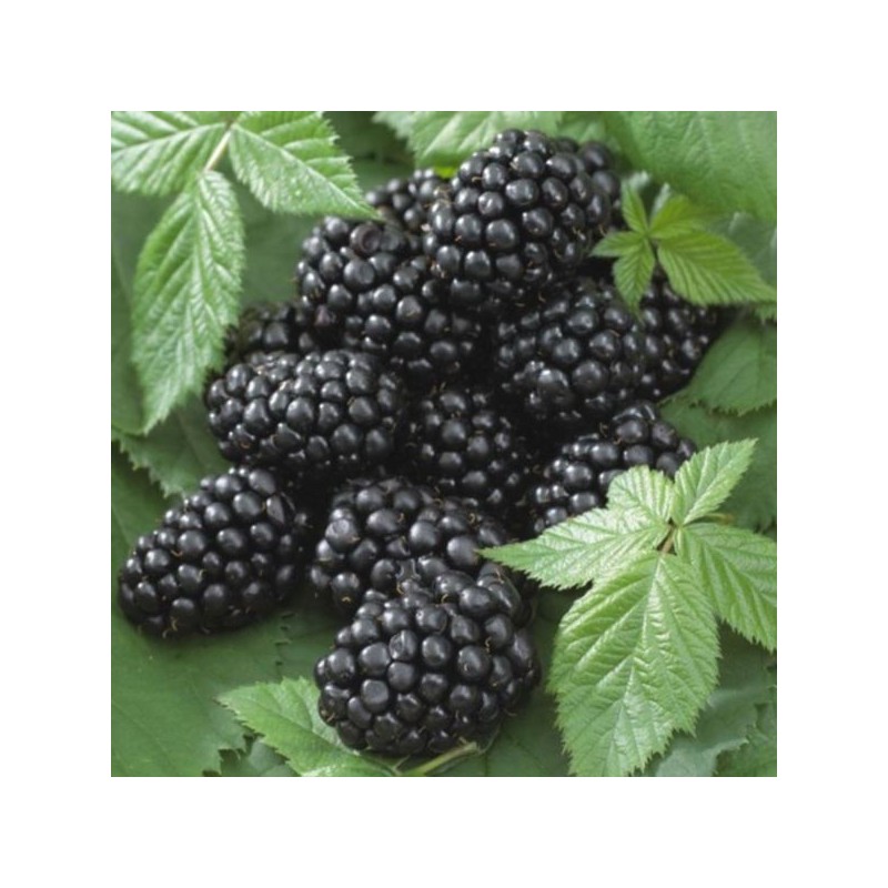 Rubus fruticosus 'Prime-Ark 45' PBR