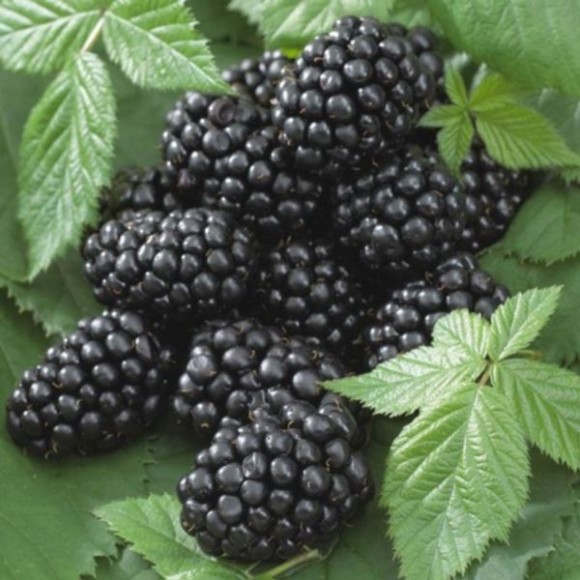 Rubus fruticosus 'Prime-Ark 45' PBR