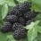 Rubus fruticosus 'Prime-Ark 45' PBR