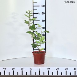 Rubus fruticosus 'Prime-Ark 45' PBR