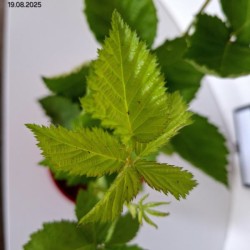 Rubus fruticosus 'Prime-Ark 45' PBR