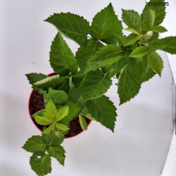 Rubus fruticosus 'Prime-Ark 45' PBR