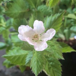 Rubus fruticosus 'Prime-Ark 45' PBR