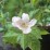 Rubus fruticosus 'Prime-Ark 45' PBR