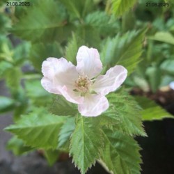 Rubus fruticosus 'Prime-Ark 45' PBR