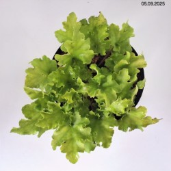 Heuchera 'Lime Marmalade' PBR