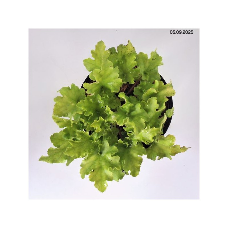 Heuchera 'Lime Marmalade' PBR