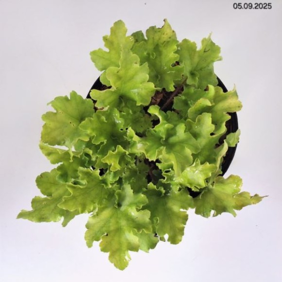 Heuchera 'Lime Marmalade' PBR