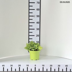 Heuchera 'Lime Marmalade' PBR