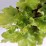 Heuchera 'Lime Marmalade' PBR
