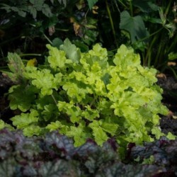 Heuchera 'Lime Marmalade' PBR