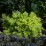 Heuchera 'Lime Marmalade' PBR