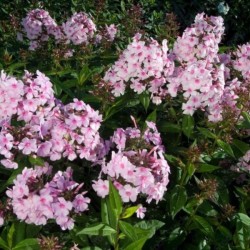 Phlox 'Bright Eyes'