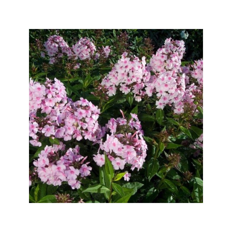 Phlox 'Bright Eyes'