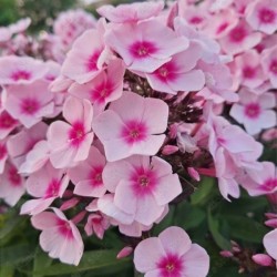 Phlox 'Bright Eyes'