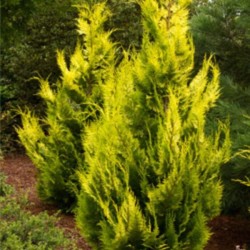 Chamaecyparis lawsoniana...