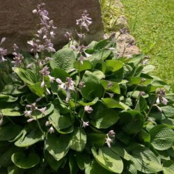 Hosta 'Elegans'