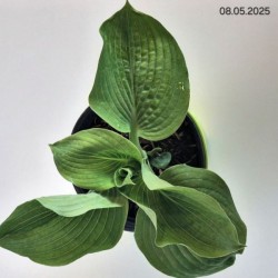Hosta 'Elegans'
