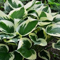 Hosta 'Minuteman'