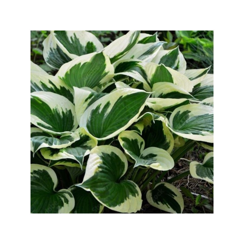 Hosta 'Minuteman'
