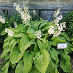 Hosta 'T Rex'