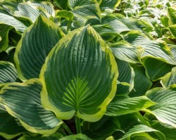 Hosta 'Yellow River'