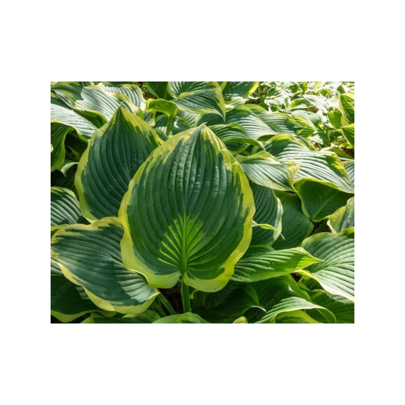 Hosta 'Yellow River'