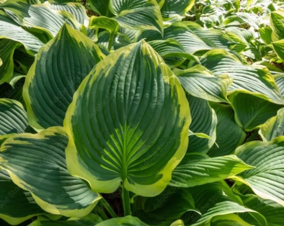 Hosta 'Yellow River'