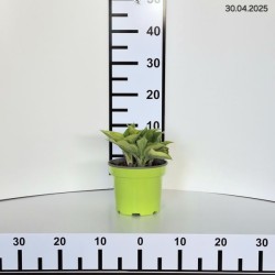 Hosta 'Yellow River'