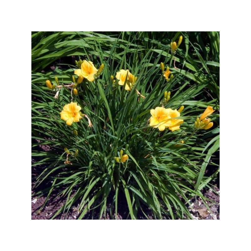 Hemerocallis 'Stella de Oro'