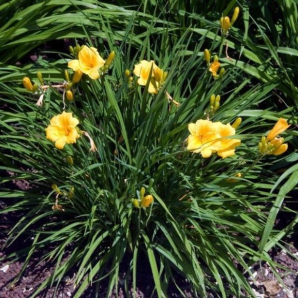 Hemerocallis 'Stella de Oro'