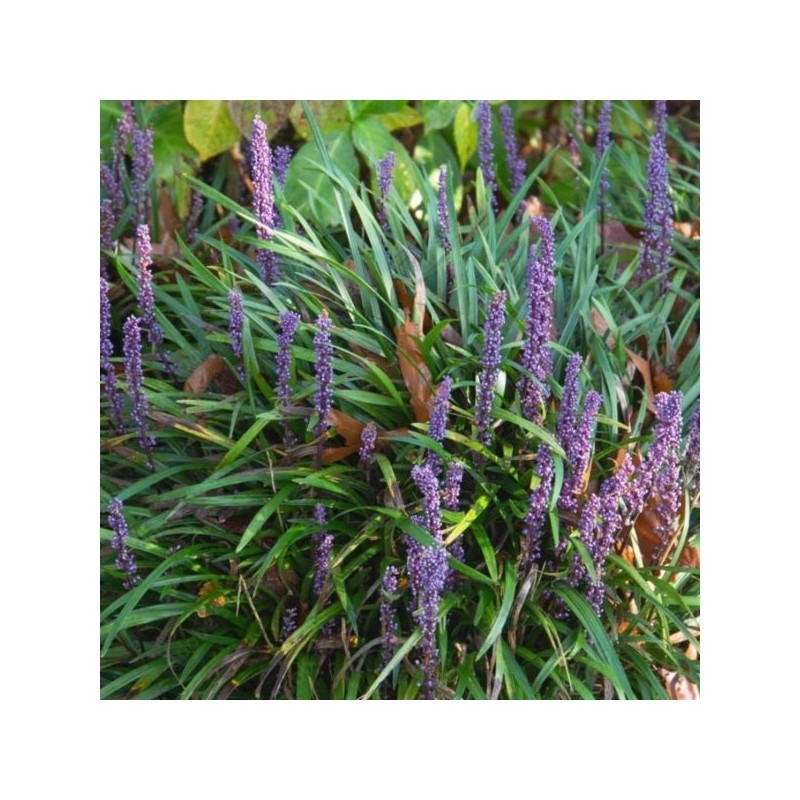 Liriope muscari 'Big Blue'