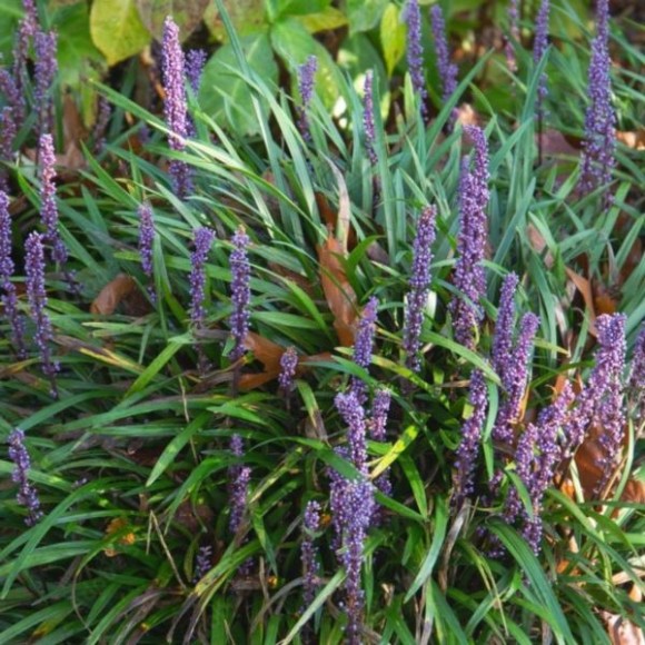 Liriope muscari 'Big Blue'