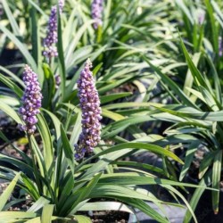 Liriope muscari 'Big Blue'